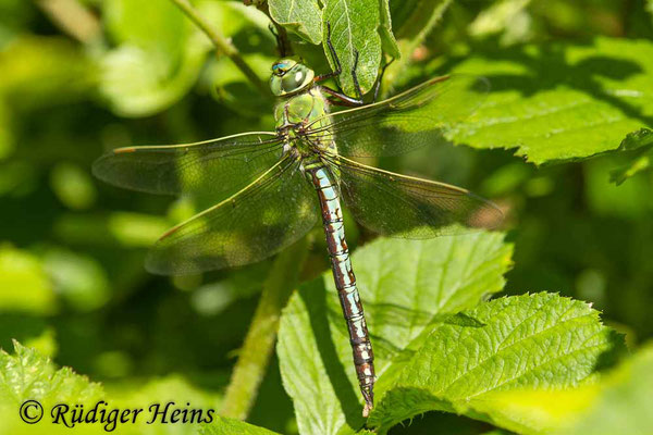 Anax imperator (Große Königslibelle) Weibchen, 1.6.2017