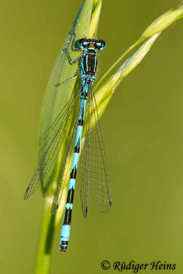 Coenagrion ornatum (Vogel-Azurjungfer) Männchen, 8.6.2013