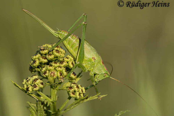 Tettigonia viridissima (Grünes Heupferd) Weibchen Larve, 3.7.2021