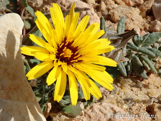 Reichardia tingitana (Tanger-Reichhardie)