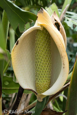 Monstera deliciosa (Fensterblatt), 4.10.2021