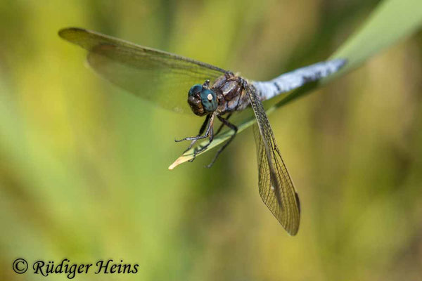 Orthetrum coerulescens (Kleiner Blaupfeil) Männchen