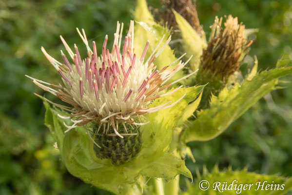 Cirsium oleraceum (Kohl-Kratzdistel), 30.8.2019