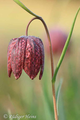 Fritillaria meleagris (Schachblume)
