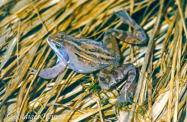 Rana arvalis (Moorfrosch) Männchen, 4.4.1988 (Scan vom Dia)