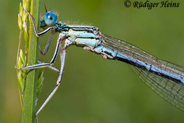 Platycnemis pennipes (Blaue Federlibelle) Männchen, 30.5.2009