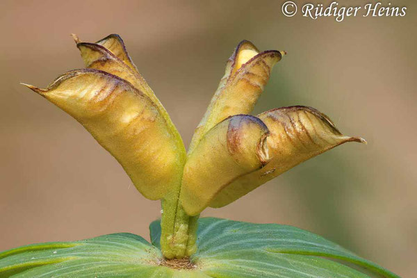 Eranthis hyemalis (Winterling), 3.5.2025 (Stack aus 50 Einzelaufnahmen)