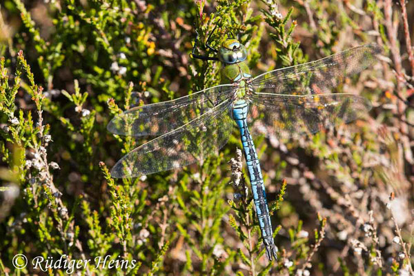 Anax imperator (Große Königslibelle) Männchen, 3.6.2022