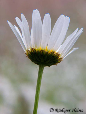 Leucanthemum vulgare (Magerwiesen-Margerite)