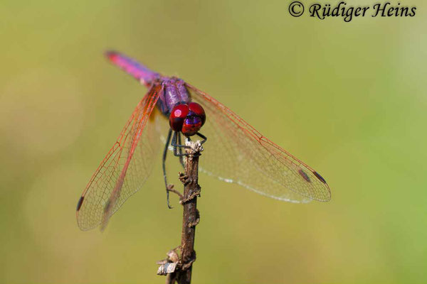 Trithemis annulata (Violetter Sonnenzeiger) Männchen, 15.10.2008