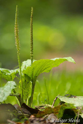 Plantago major (Breitwegerich), 29.7.2023
