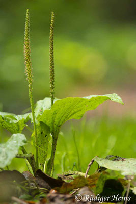 Plantago major (Breitwegerich)