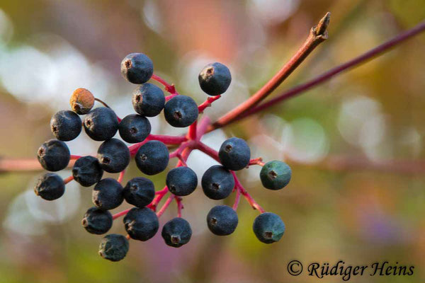 Cornus sanguinea (Roter Hartriegel), 3.10.2018