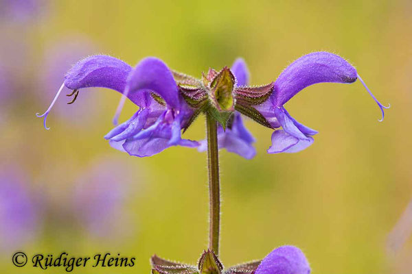 Salvia pratensis (Wiesensalbei), 11.6.2022