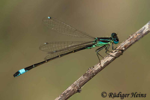 Ischnura genei (Insel-Pechlibelle) Männchen, 21.6.2018