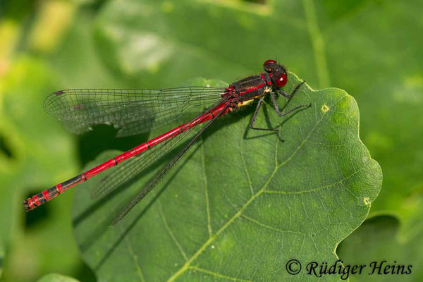 Pyrrhosoma nymphula (Frühe Adonislibelle) Männchen, 1.6.2018