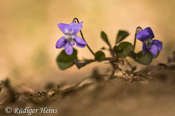 Viola riviniana (Hain-Veilchen), 20.4.2020