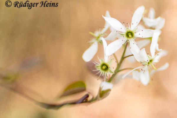 Amelanchier ovalis (Gewöhnliche Felsenbirne), 22.4.2025