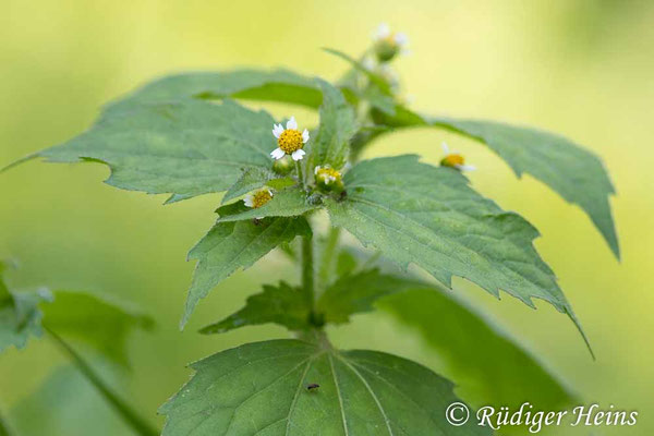Galinsoga parviflora (Kleinblütiges Franzosenkraut)