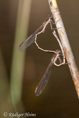 Sympecma fusca (Gemeine Winterlibelle) Paarung, 18.4.2020