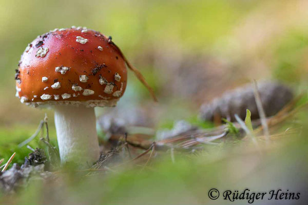 Fliegenpilz (Amanita muscaria), 17.10.2023 - Makroobjektiv 100mm f/2.8