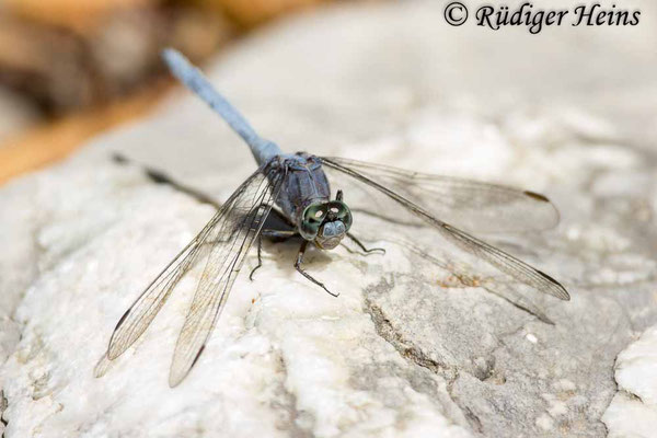 Orthetrum chrysostigma (Rahmstreif-Blaupfeil) Männchen