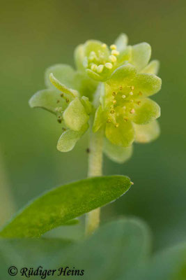 Adoxa moschatellina (Moschuskraut), 10.4.2017