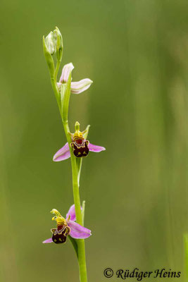  Ophrys apifera (Bienen-Ragwurz), 9.6.2016