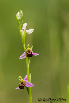 Ophrys apifera (Bienen-Ragwurz)