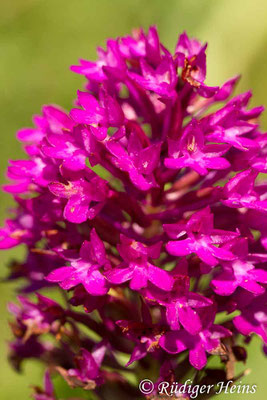 Anacamptis pyramidalis (Pyramiden-Hundswurz), 2.7.2016