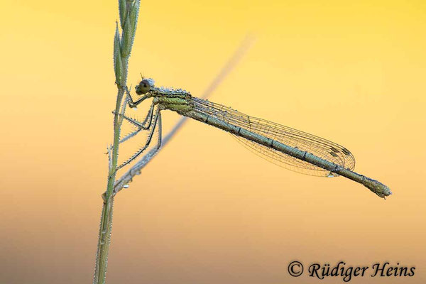 Platycnemis pennipes (Blaue Federlibelle) Weibchen, 22.6.2022