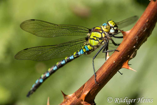 Aeshna cyanea, Blaugrüne Mosaikjungfer, Männchen