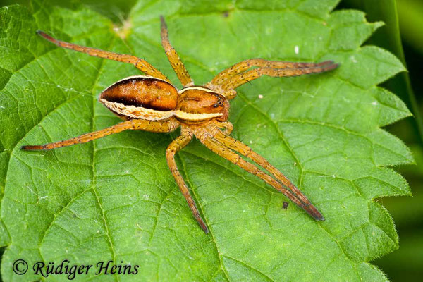 Dolomedes fimbriatus (Gerandete Jagdspinne), 24.8.2011