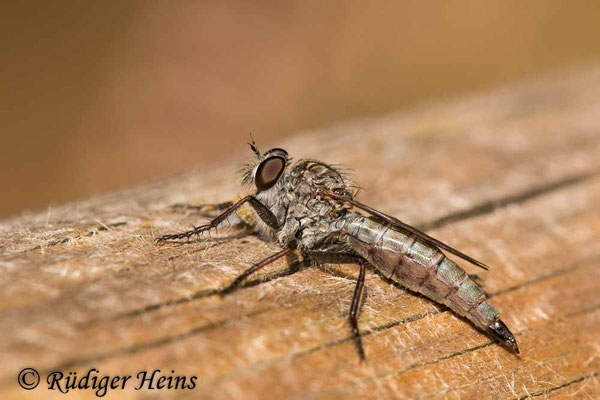 Tolmerus pyragra (Kleine Raubfliege) Weibchen