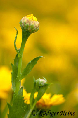 Glebionis segetum (Saat-Wucherblume)