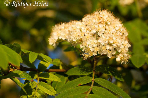 Sorbus aucuparia (Vogelbeere oder Eberesche)