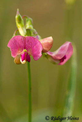 Lathyrus sylvestris (Wilde Platterbse)