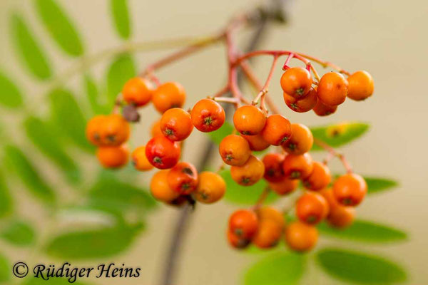 Sorbus aucuparia (Vogelbeere oder Eberesche)