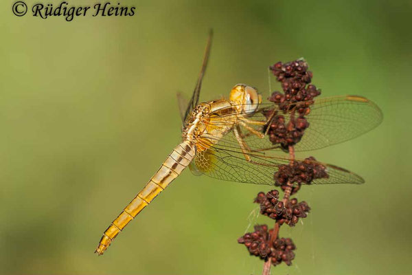 Crocothemis erythraea, Feuerlibelle, Weibchen