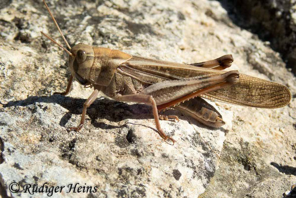 Locusta migratoria (Europäische Wanderheuschrecke) Männchen, 27.9.2019