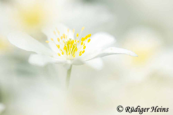 Buschwindröschen (Anemone nemorosa), 13.4.2024 - Makroobjektiv 180mm f/3.5