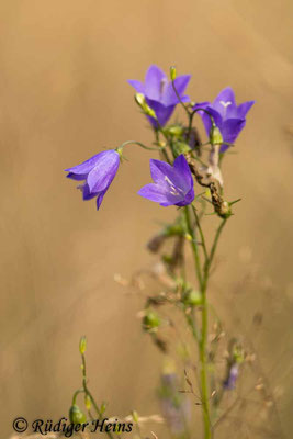 Campanula rotundifolia (Rundblättrige Glockenblume), 20.7.2021