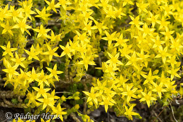 Sedum acre (Scharfer Mauerpfeffer), 22.6.2020