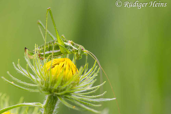 Gestreifte Zartschrecke (Leptophyes albovittata) Weibchen, 15.7.2024 - Makroobjektiv 180mm f/3.5