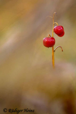 Convallaria majalis (Maiglöckchen)