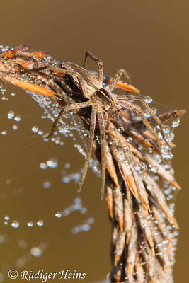 Pisaura mirabilis (Listspinne ), 6.11.2018