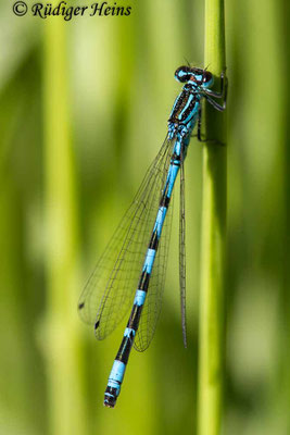 Coenagrion ornatum (Vogel-Azurjungfer) Männchen, 2.6.2020