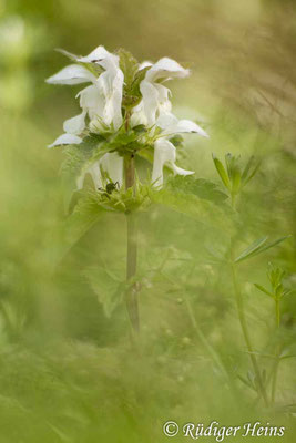 Lamium album (Weiße Taubnessel), 28.7.2021