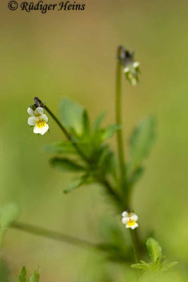 Viola arvensis (Acker-Stiefmütterchen), 1.5.2019