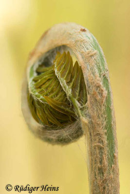 Osmunda regalis (Königsfarn), 21.4.2024